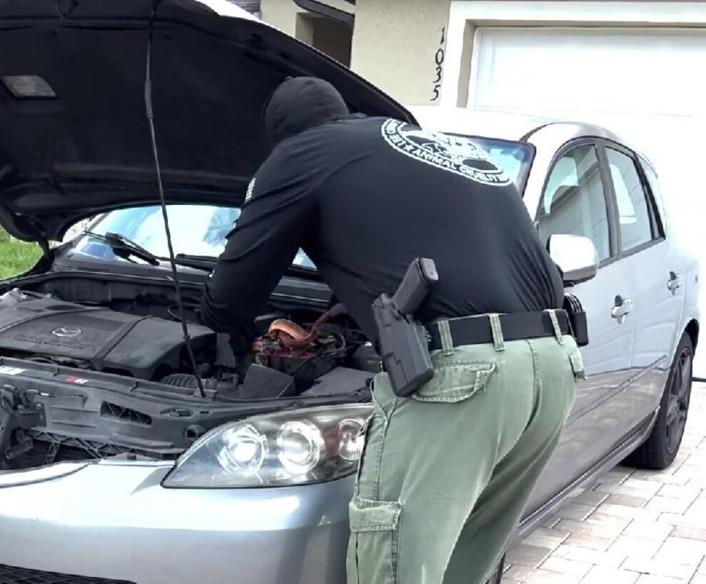 (عکس) گیر کردن مار ۶ متری زیر کاپوت خودرو