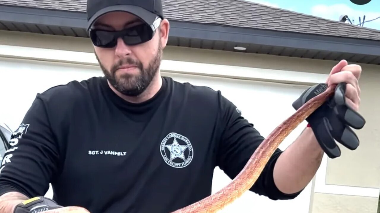 (عکس) گیر کردن مار ۶ متری زیر کاپوت خودرو