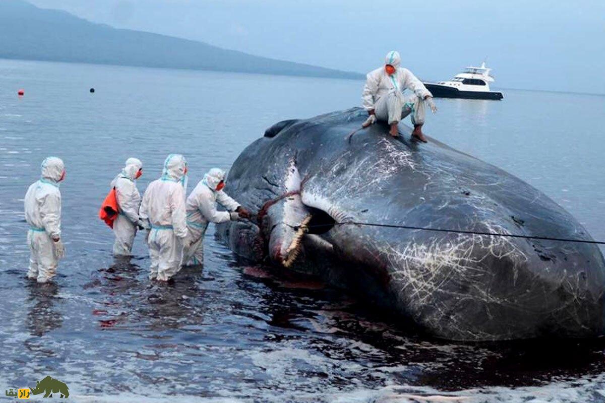 کشف باورنکردنی ۹ کیلو «طلای شناور» در روده نهنگ مرده؛ عنبر چیست؟ کشف باورنکردنی ۹ کیلو «طلای شناور» در روده نهنگ مرده؛ عنبر چیست؟