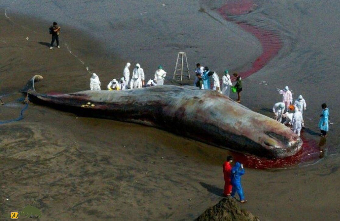 کشف باورنکردنی ۹ کیلو «طلای شناور» در روده نهنگ مرده؛ عنبر چیست؟ کشف باورنکردنی ۹ کیلو «طلای شناور» در روده نهنگ مرده؛ عنبر چیست؟