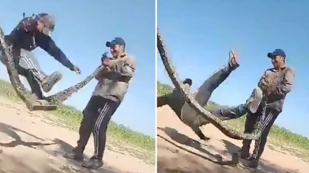 طناب بازی این مردان با مار بوآ خشم کاربران شبکه‌های اجتماعی را برانگیخت