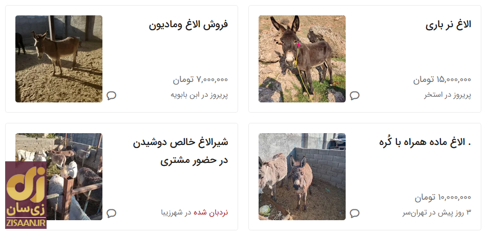 خر هم نجومی شد؛ قیمت الاغ سال ۱۴۰۳ چند؟ خر هم نجومی شد؛ قیمت الاغ سال ۱۴۰۳ چند؟