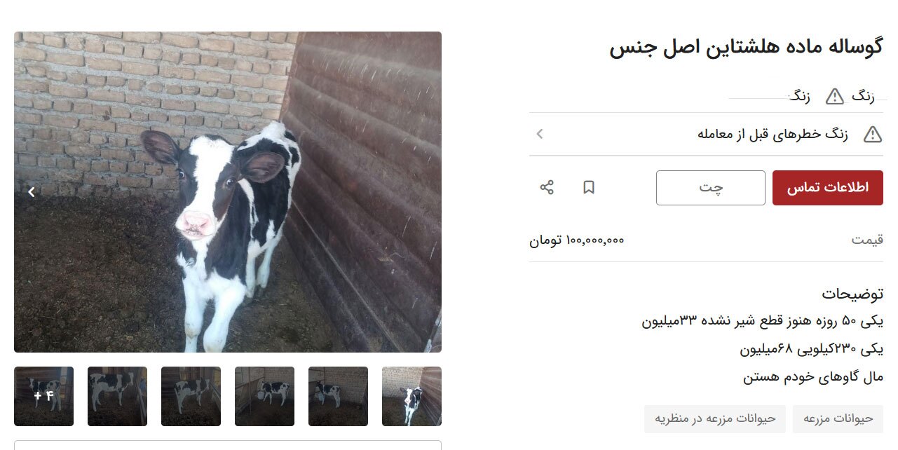 قیمت یک رأس گاو چقدر است؟ قیمت یک رأس گاو چقدر است؟