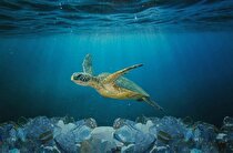 در هر دقیقه حدود یک کامیون زباله پلاستیک وارد اقیانوس‌ها می‌شود