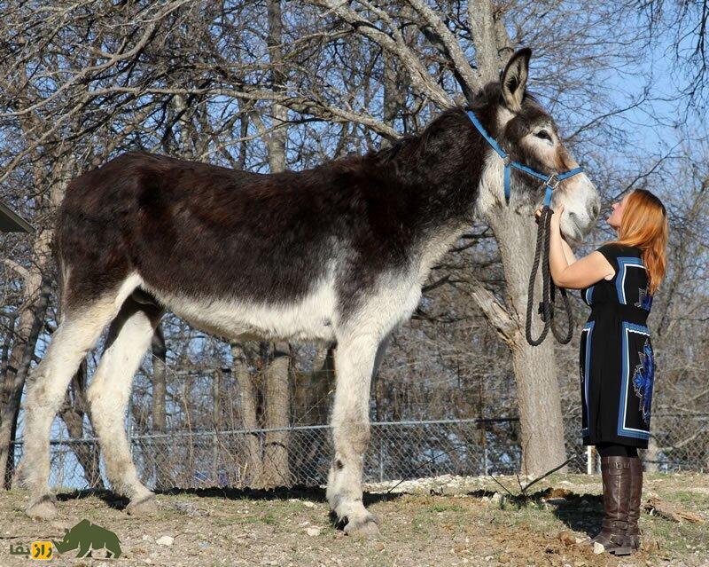 (تصاویر) «رومولوس»؛ درازترین «خر» جهان کجا زندگی میکند؟ (تصاویر) «رومولوس»؛ درازترین «خر» جهان کجا زندگی میکند؟