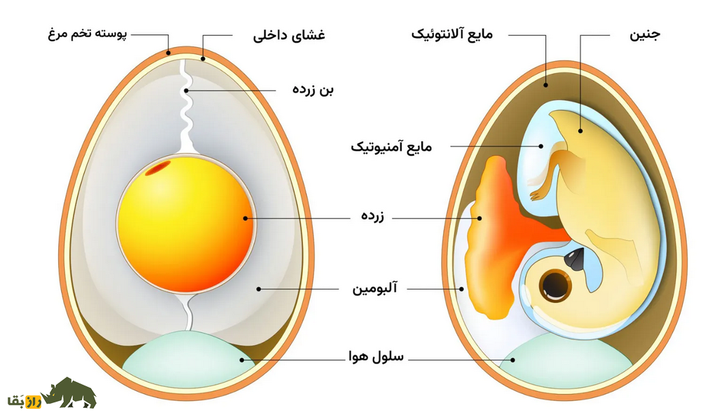 قدیمیترین راز تاریخ فاش شد؛ اول مرغ بود یا تخممرغ؟! قدیمیترین راز تاریخ فاش شد؛ اول مرغ بود یا تخممرغ؟!