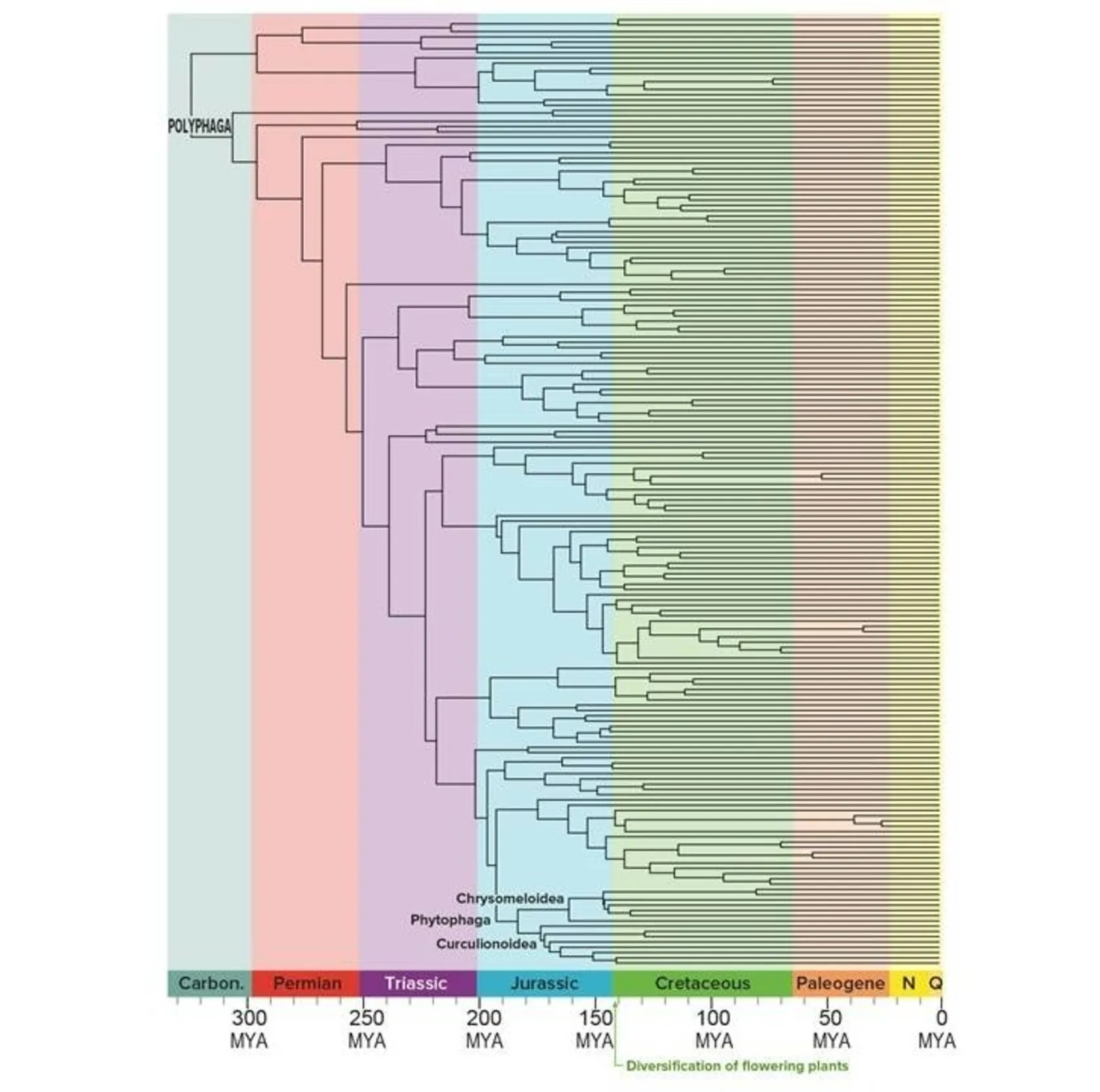چرا سوسک‌ها تنوع بسیار بالایی دارند؟
