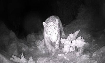 (عکس) تصویری شکار شده از پلنگ ایرانی در شهرستان دهلران