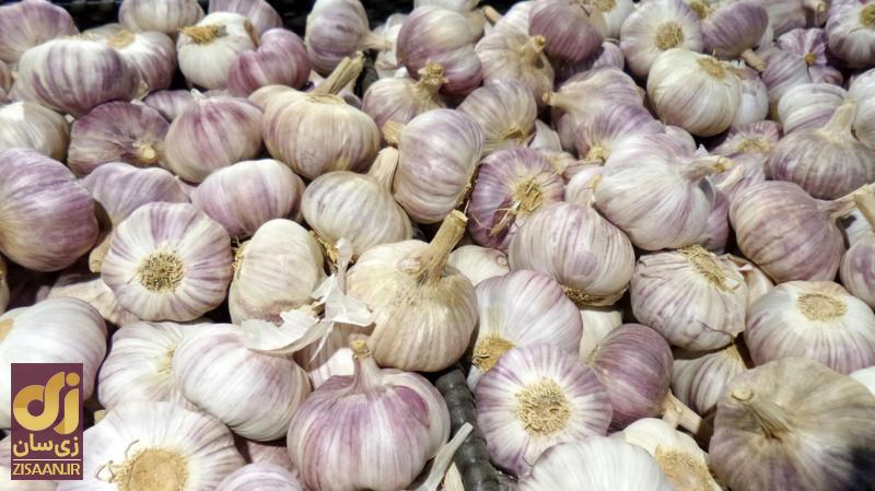 اسرار سیر برملا شد؛ آیا سیر واقعا برای سلامتی مفید است؟ | چه کسانی نباید سیر بخورند؟