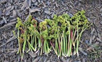 این افراد ریواس نخورند