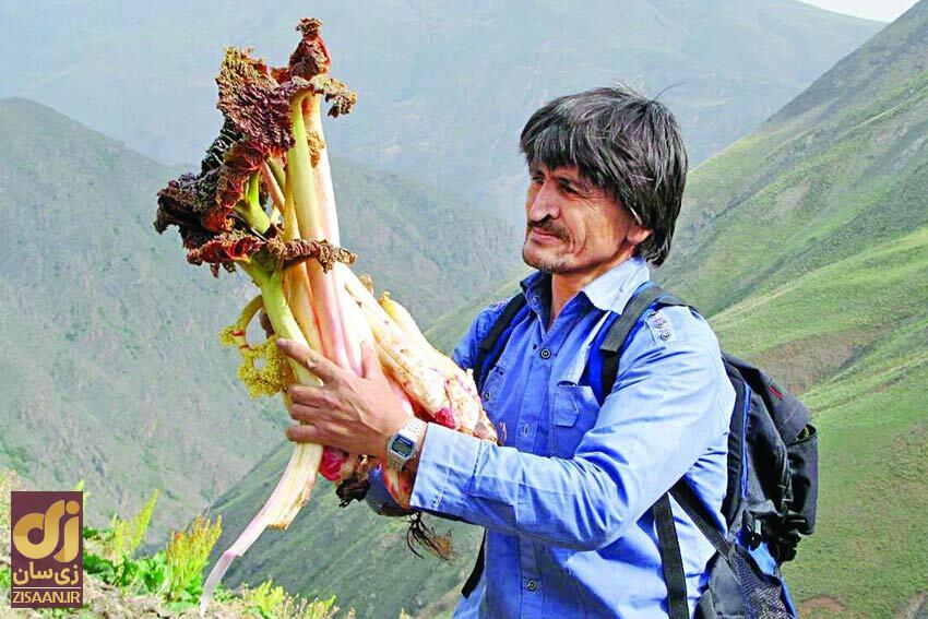 ریواس کجا میروید؟ چند است و چطور باید آنرا خورد؟ ریواس کجا میروید؟ چند است و چطور باید آنرا خورد؟