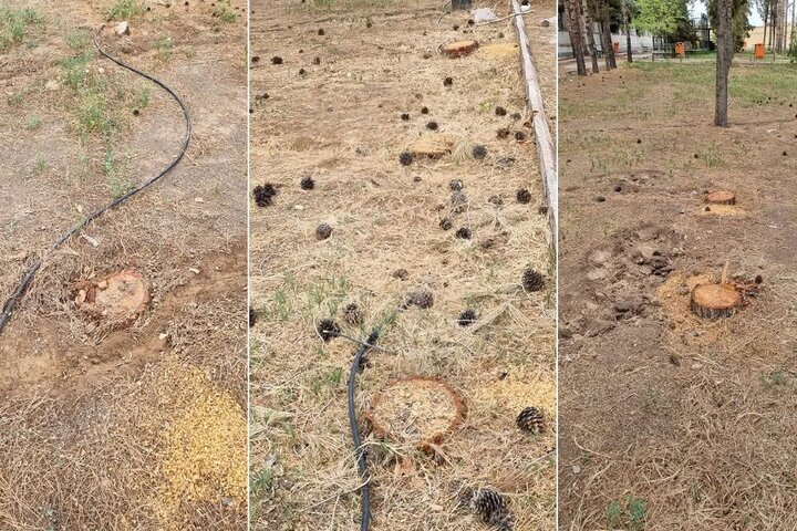 قلع و قمع جنگلهای هیرکانی؛ قطع هزاران اصله درخت در نور به بهانه ساخت پارکینگ + عکس قلع و قمع جنگلهای هیرکانی؛ قطع هزاران اصله درخت در نور به بهانه ساخت پارکینگ + عکس