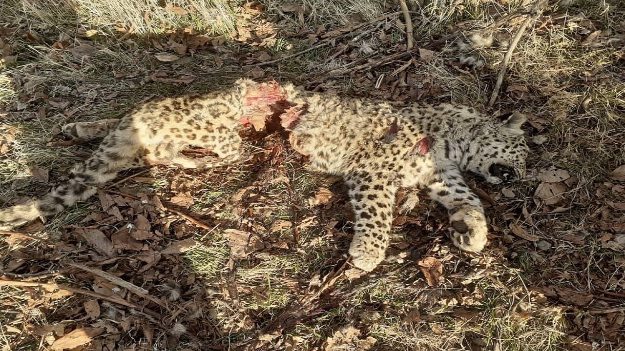 لاشه یک قلاده پلنگ نر در فیروزکوه کشف شد + عکس