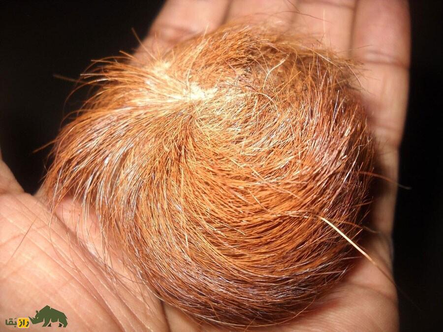 آهوی نیشدار