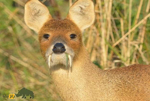 این «دراکولای افغانستانی» از طلا هم گران‌تر است! + تصاویر