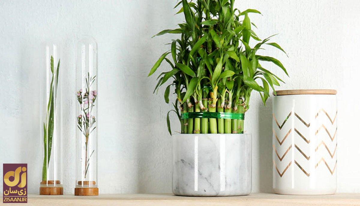 این گیاه به اندازه شیر گاو پروتئین دارد این گیاه به اندازه شیر گاو پروتئین دارد