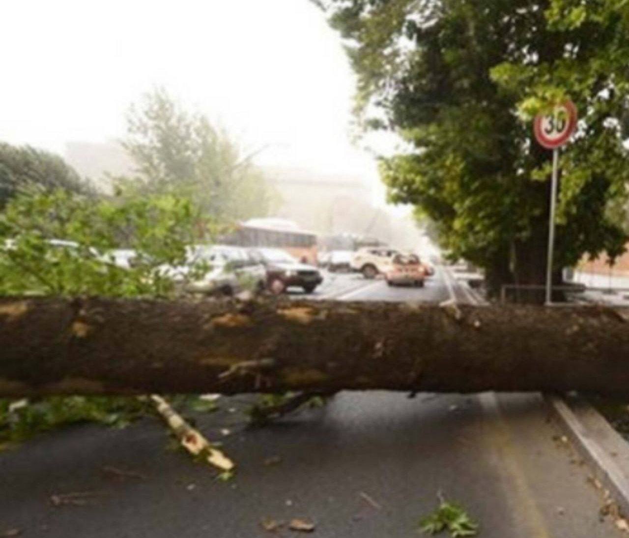 اتوبان مهم تهران با سقوط یک درخت قفل شد
