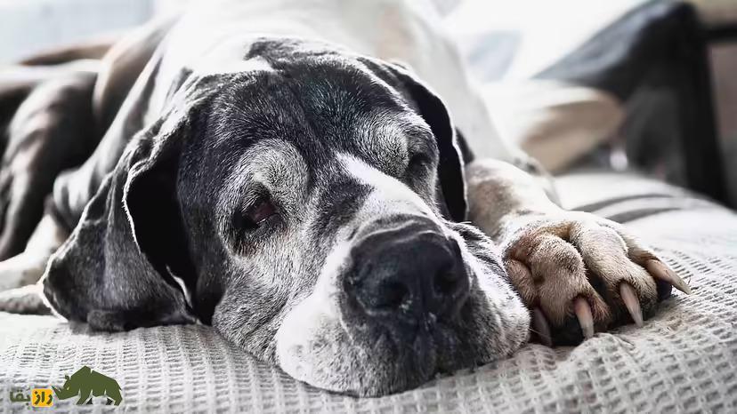 زمان کشتن حیوان خانگی کی است؟ زمان کشتن حیوان خانگی کی است؟