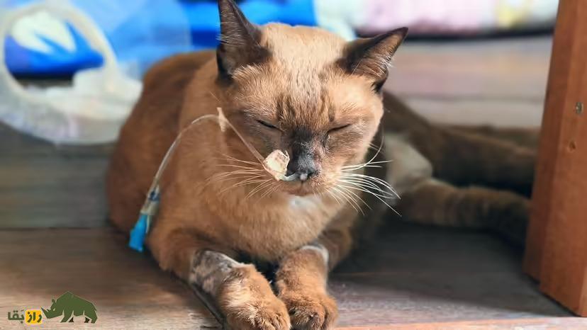 زمان کشتن حیوان خانگی کی است؟ زمان کشتن حیوان خانگی کی است؟