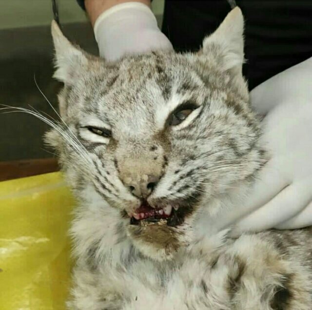 این حیوان عجیب تلف شده چیست؟