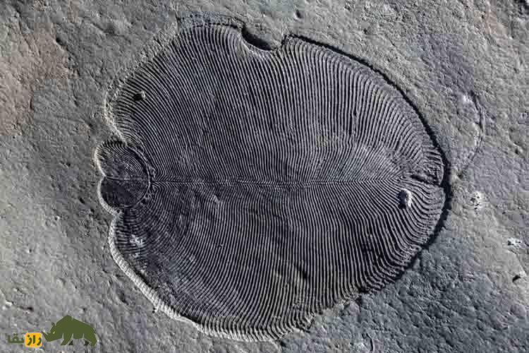 اولین حیوان تاریخ؛ قدیمی‌ترین جانور روی زمین را ببینید!