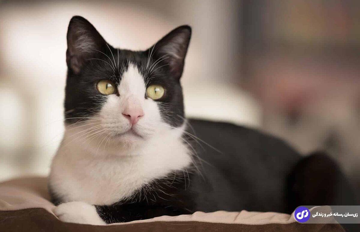 عجیب‌ترین علت تقاضای طلاق: توجه زیاد شوهر به گربه اش!