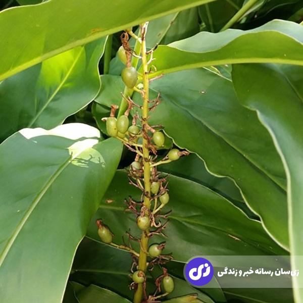 این دانهای خوابآور و شادیآور معجزه میکند! این دانهای خوابآور و شادیآور معجزه میکند!