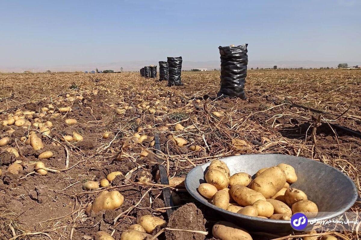 مردان به این ۷ دلیل سیب زمینی زیاد بخورند مزرعه سیب زمینی