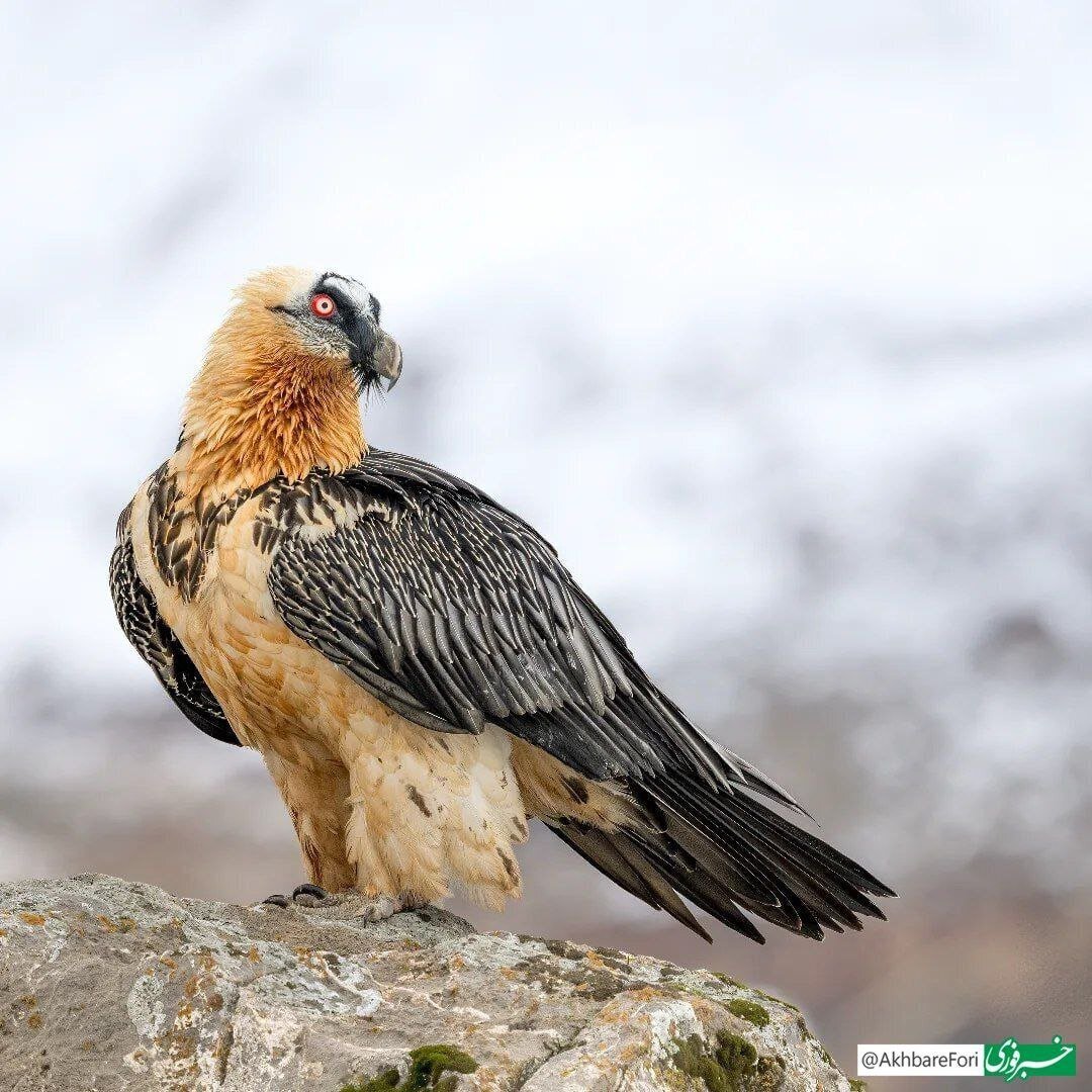 همای سعادت در ارتفاعات الموت مشاهده شد