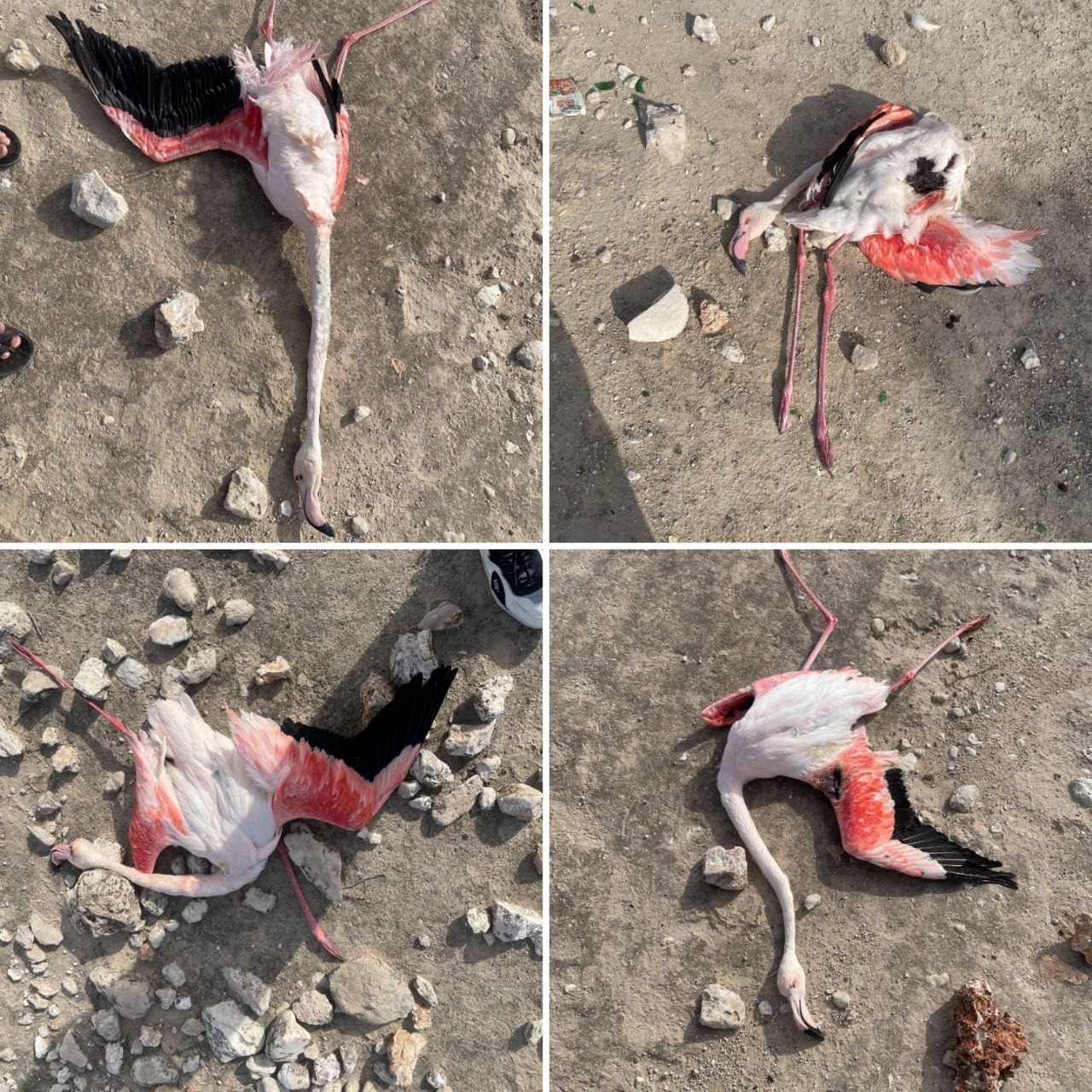 تصاویر دلخراش از قتل فلامینگو‌ها در استان فارس