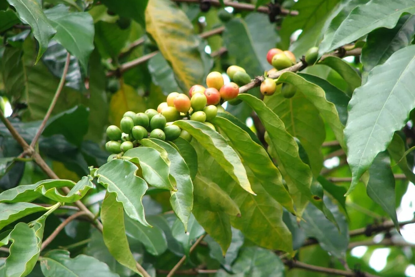 انسان‌ها از چه زمانی مصرف قهوه را آغاز کردند؟