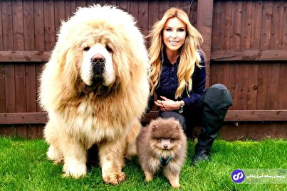 (ویدئو) آیا گران‌قیمت‌ترین سگ دنیا را می‌شناسید؟