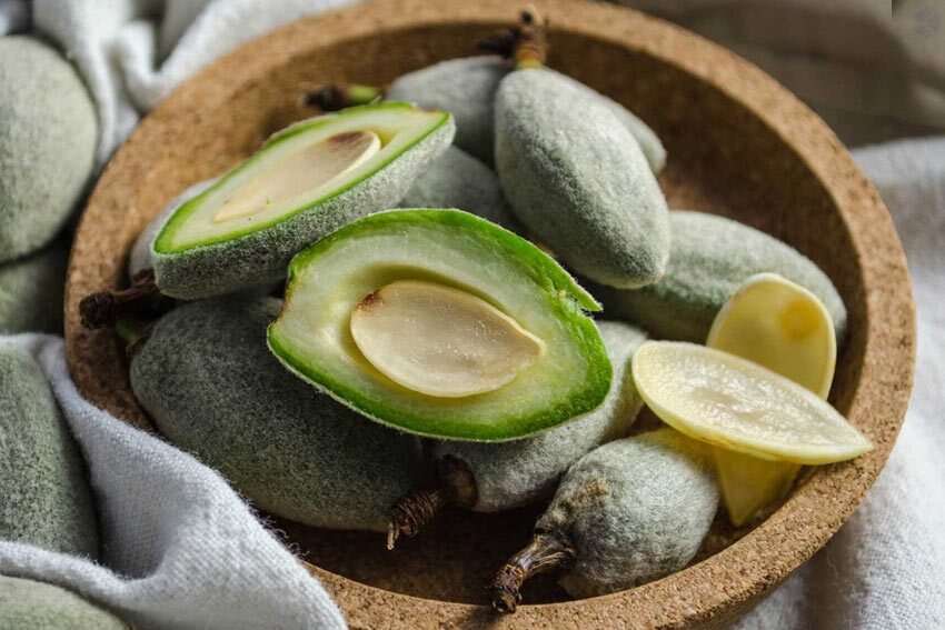 این ماه حتما چغاله بادام بخورید! / ۱۶ خواص چغاله بادام میوهِ پرطرفدار بهاری