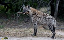 روز جهانی کفتار؛ چرا کفتار روز جهانی دارد؟!