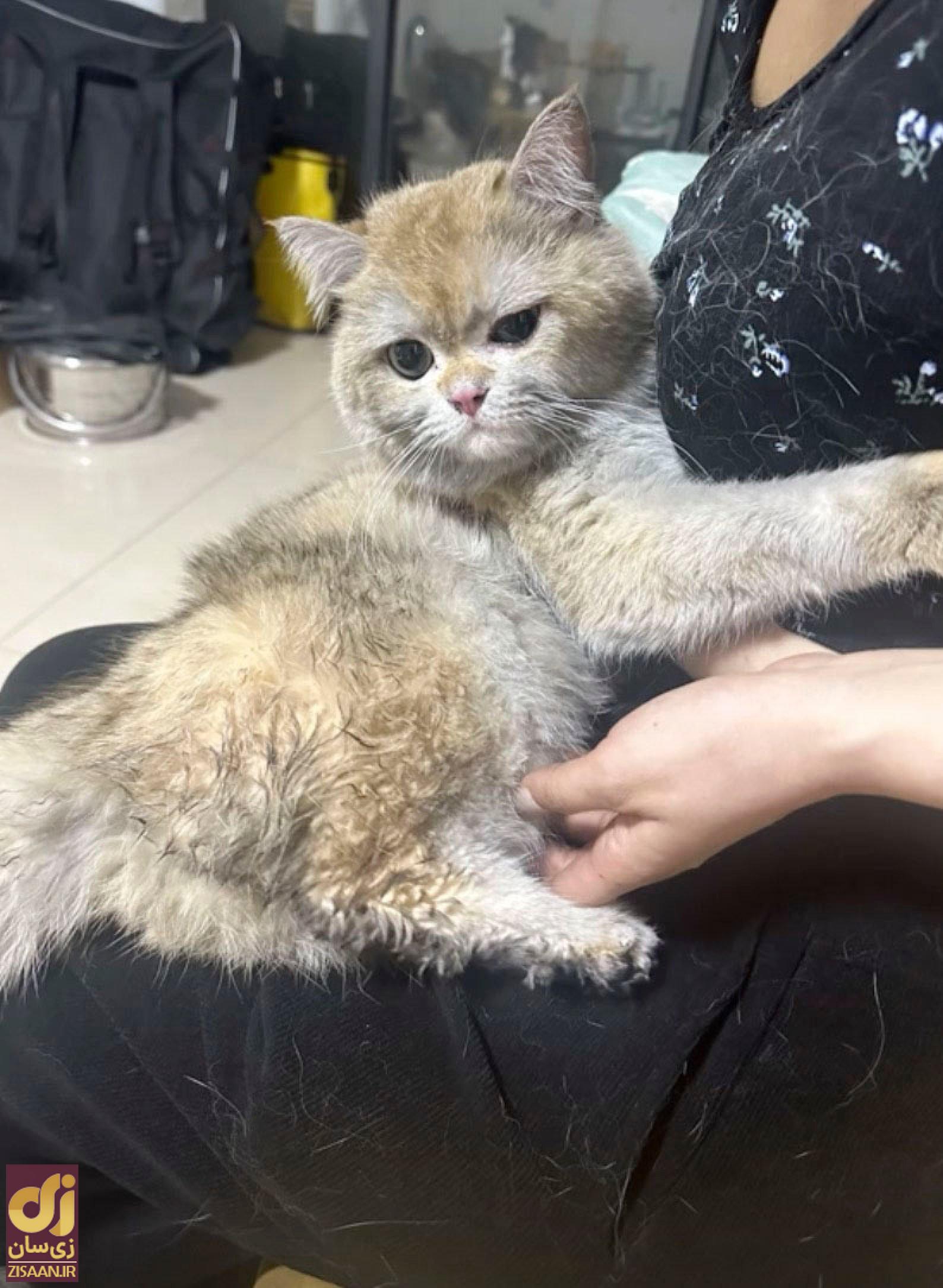 (تصاویر) خسارت ۱۴ هزار دلاری یک گربه با آتش زدن خانه صاحبش