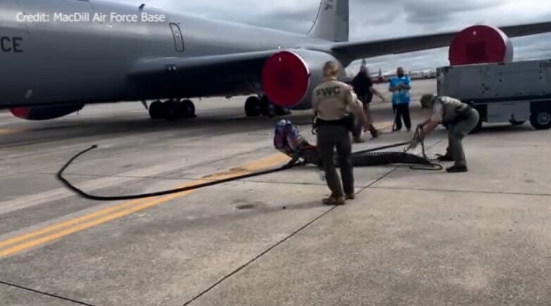 تمساح سرگردان در فرودگاه + عکس