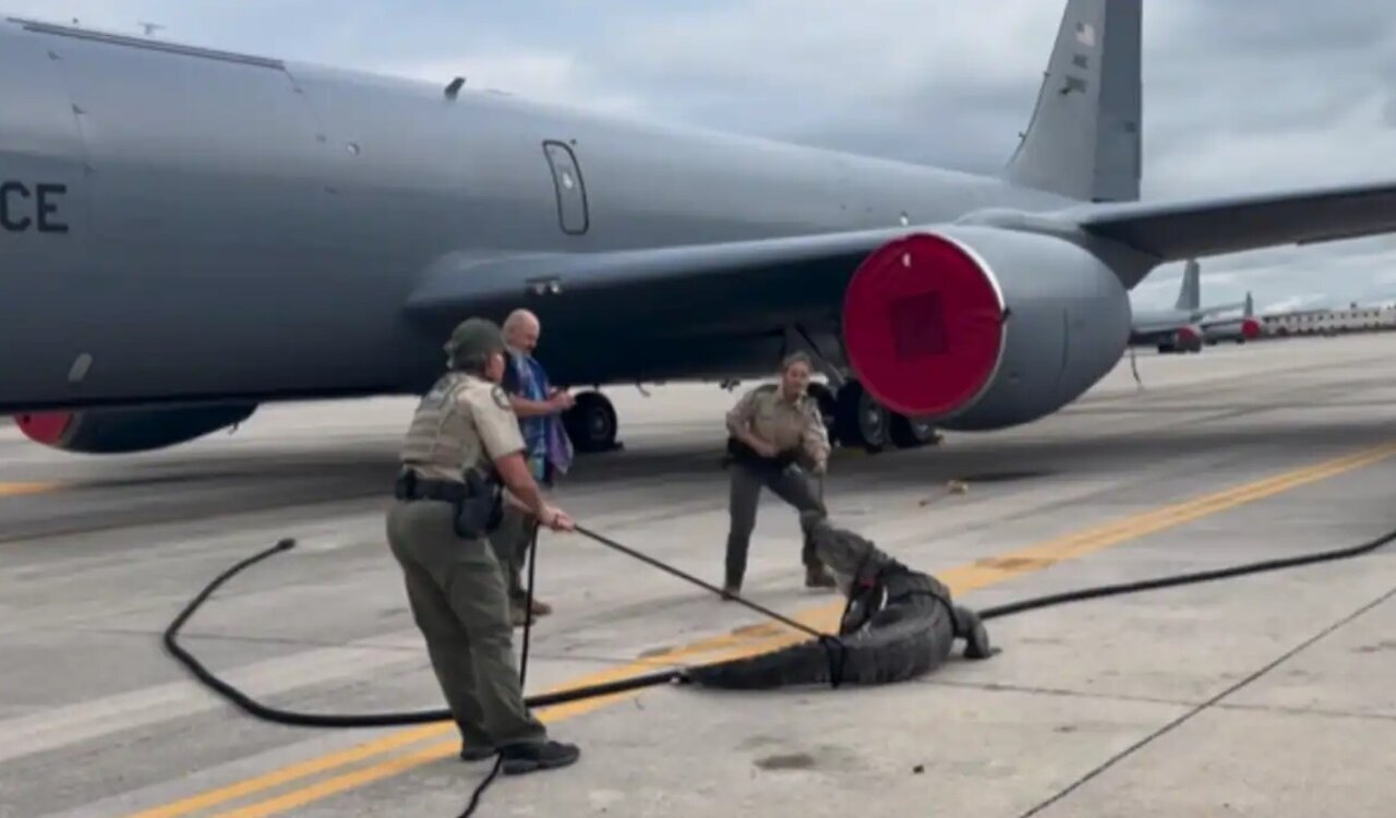 تمساح سرگردان در فرودگاه + عکس