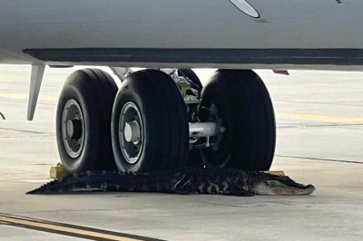 تمساح سرگردان در فرودگاه + عکس