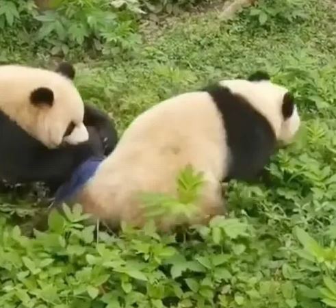 حمله ناگهانی دو پاندا به مربی باغ وحشی در چین + ویدیو