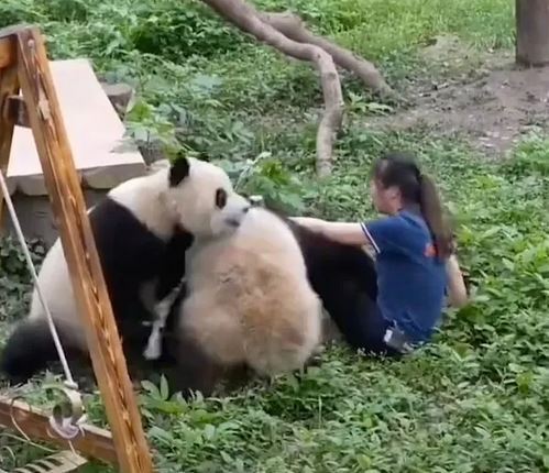 حمله ناگهانی دو پاندا به مربی باغ وحشی در چین + ویدیو