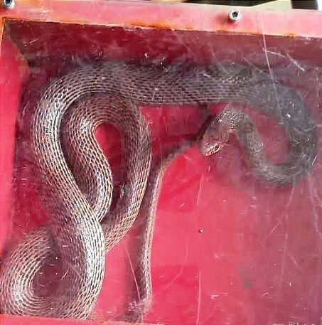 (عکس) هجوم مار سمی غول پیکر به کارگاهی در جنوب تهران!