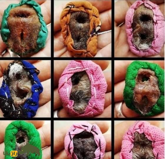 خرافات عجیب درباره اندام تناسلی کفتار؛ ناموس کفتار چیست و چرا در ایران خرید و فروش می‌شود؟