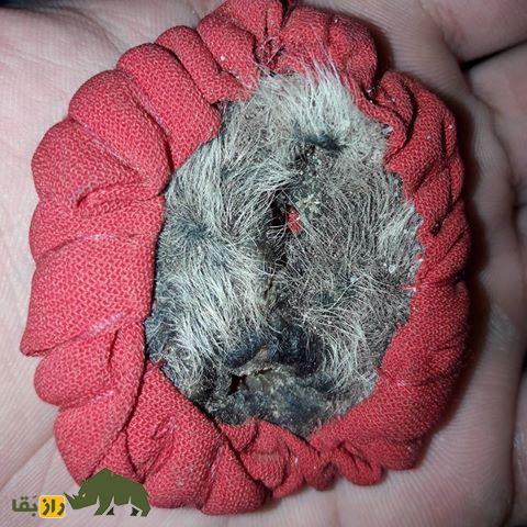 خرافات عجیب درباره اندام تناسلی کفتار؛ ناموس کفتار چیست و چرا در ایران خرید و فروش می‌شود؟