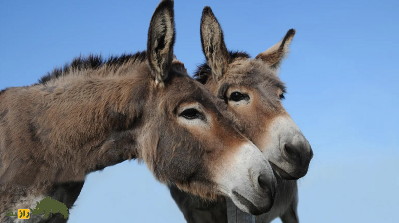 خرها چگونه مسیر تاریخ را تغییر دادند؟