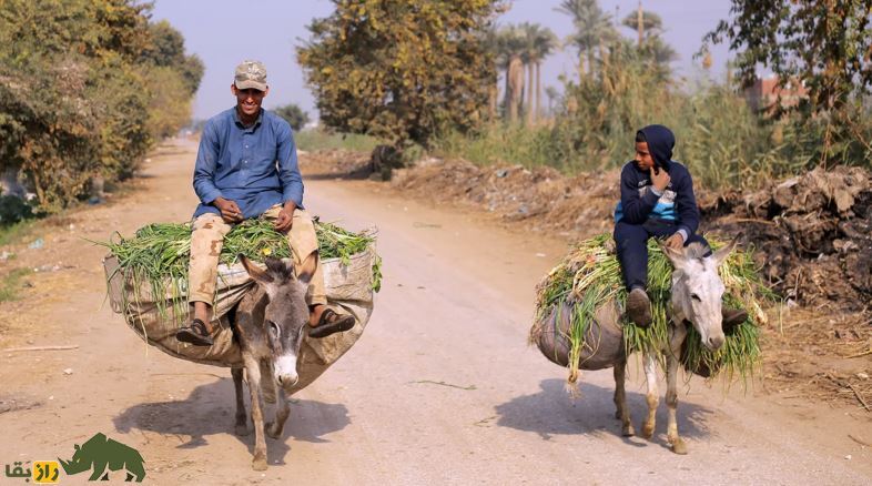 خرها چگونه مسیر تاریخ را تغییر دادند؟