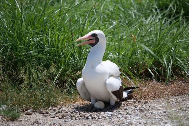 قتل فرزند کوچک‌تر جلوی چشم مادر! + عکس