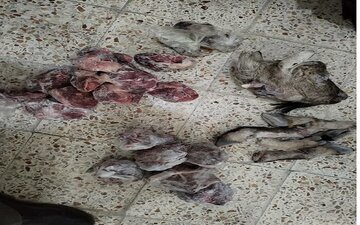 کشف سلاح عجیب از شکارچیان حیات وحش/ عکس کشف سلاح عجیب از شکارچیان حیات وحش/ عکس