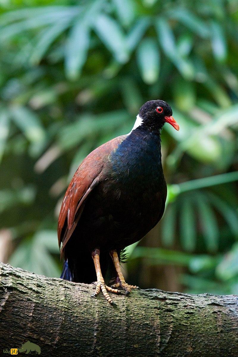 اتفاق عجیب در حیات وحش؛ کبوتر مردابی بعد از ۱۴۰ سال دوباره دیده شد + ویدئو اتفاق عجیب در حیات وحش؛ کبوتر مردابی بعد از ۱۴۰ سال دوباره دیده شد + ویدئو