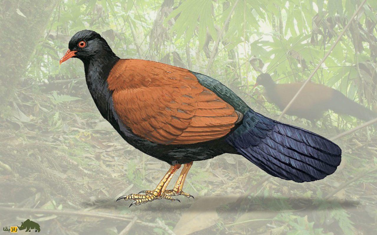 اتفاق عجیب در حیات وحش؛ کبوتر مردابی بعد از ۱۴۰ سال دوباره دیده شد + ویدئو اتفاق عجیب در حیات وحش؛ کبوتر مردابی بعد از ۱۴۰ سال دوباره دیده شد + ویدئو