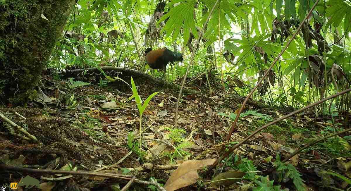 اتفاق عجیب در حیات وحش؛ کبوتر مردابی بعد از ۱۴۰ سال دوباره دیده شد + ویدئو اتفاق عجیب در حیات وحش؛ کبوتر مردابی بعد از ۱۴۰ سال دوباره دیده شد + ویدئو